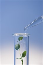 Test tube with plants.