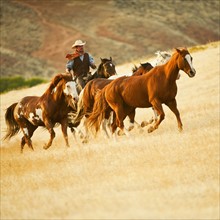 Cowboy herding horses.