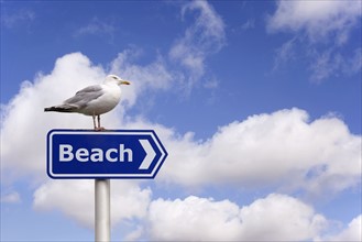 Pigeon standing on beach sign