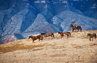 Cowboy herding wild horses.