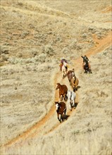 Horseback rider herding wild horses.