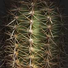 Prickly thorns on cactus