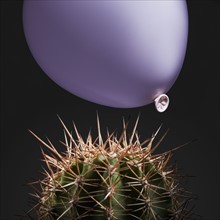 Balloon close to cactus thorns