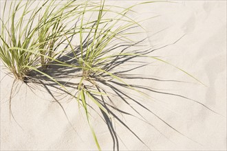Grass growing in the sand