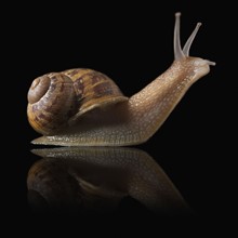 Snail and reflection