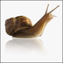 Snail with head out of shell