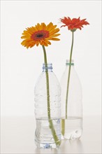 Flowers in water bottles.