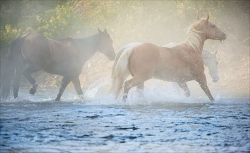Wild horses running through water.