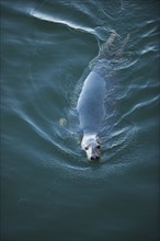 Harbor seal.