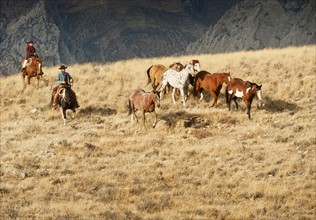 Cowboys herding wild horses.