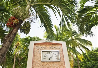 Palm trees and thermometer.