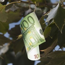 European currency growing on tree