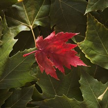 Maple Leaf on top of sycamore leaves