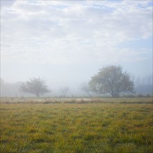 Fog in field
