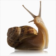 Snail out of shell