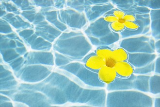 Flowers floating in pool