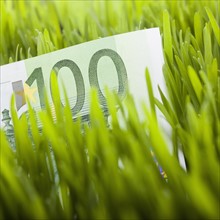 100 euro bill in grass