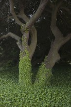 Tree covered in ivy