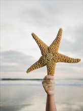 Starfish in hand