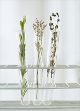 Herbs in test tubes