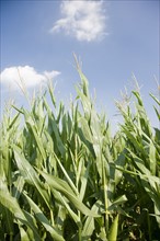 Corn field