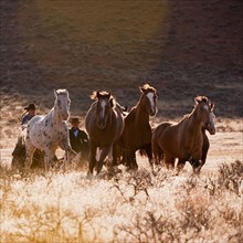 Cowboy herding horses.