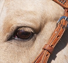 Close-up of horse's eye.