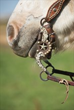 Horse bridle.