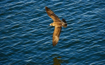 Bird flying over water.