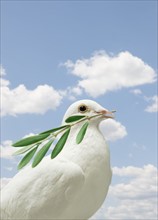 Dove holding olive branch.