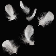 White feathers. Photographer: Mike Kemp
