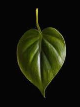 Leaf. Photographer: Mike Kemp