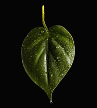 Wet Leaf. Photographer: Mike Kemp