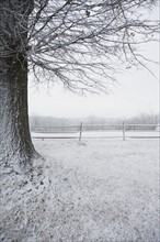 Tree in winter. Photographer: Chris Hackett