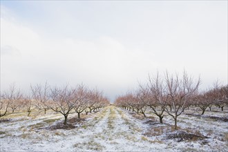 Apple orchard in winter. Photographer: Chris Hackett