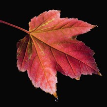 Autumn leaf. Photographer: Mike Kemp