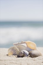 Beach shells. Photographer: Chris Hackett