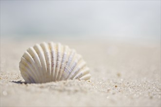 Sea shell. Photographer: Chris Hackett