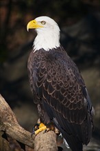 Eagle.