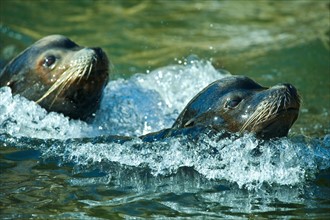 Sea lions swimming.