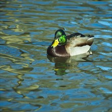 Mallard duck.