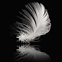 White feather. Photographer: Mike Kemp
