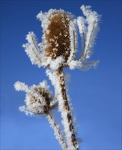 Frost on plant. Photographer: Mike Kemp