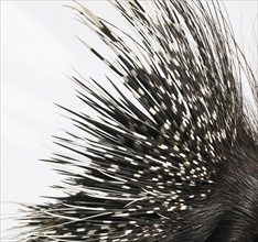 Porcupine quills. Photographer: David Arky