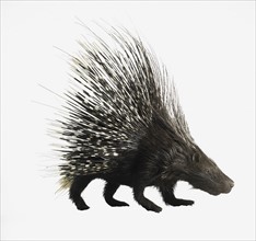 Porcupine. Photographer: David Arky