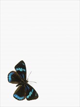 Butterfly. Photographer: David Arky