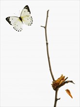 Butterfly transformation. Photographer: David Arky