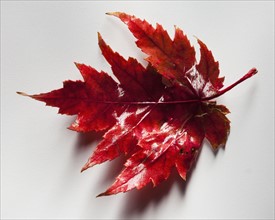 Red maple leaf. Photographer: Mike Kemp