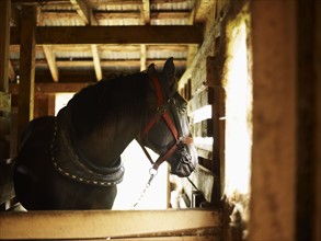 Horse standing in barn