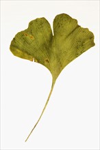 Dried Ginko leaf. Photographer: Joe Clark